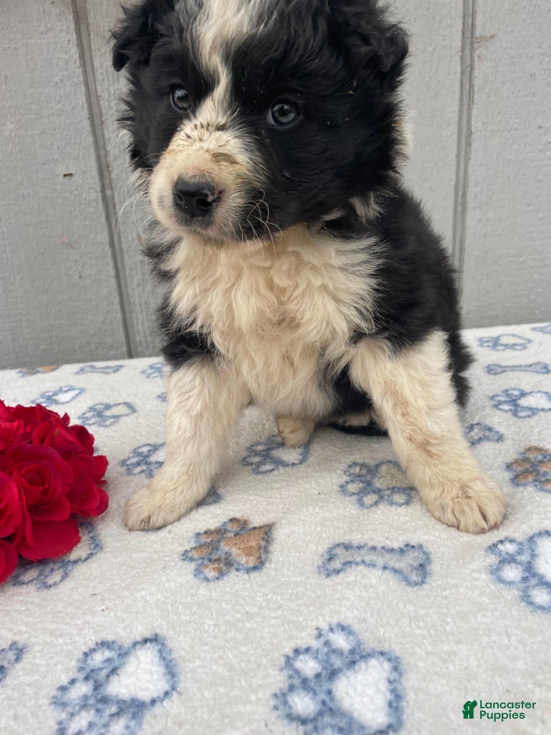 Border Collie dogs for sale: Buddy - Ad 3