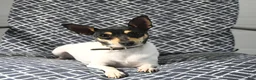 Toy Fox Terrier dogs for sale: Chad - Ad 7