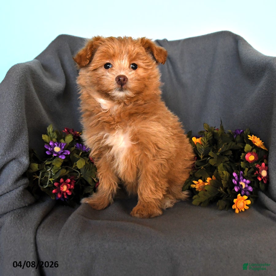 Pomapoo dogs Stanley - Ad 1