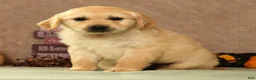 Golden Retriever dogs for sale: Sarge - Ad 4