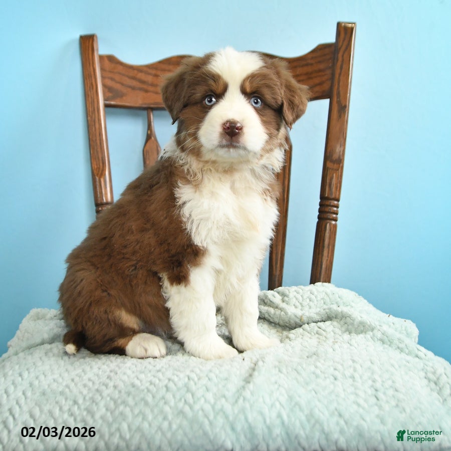 Miniature Australian Shepherd dogs Cane - Ad 1