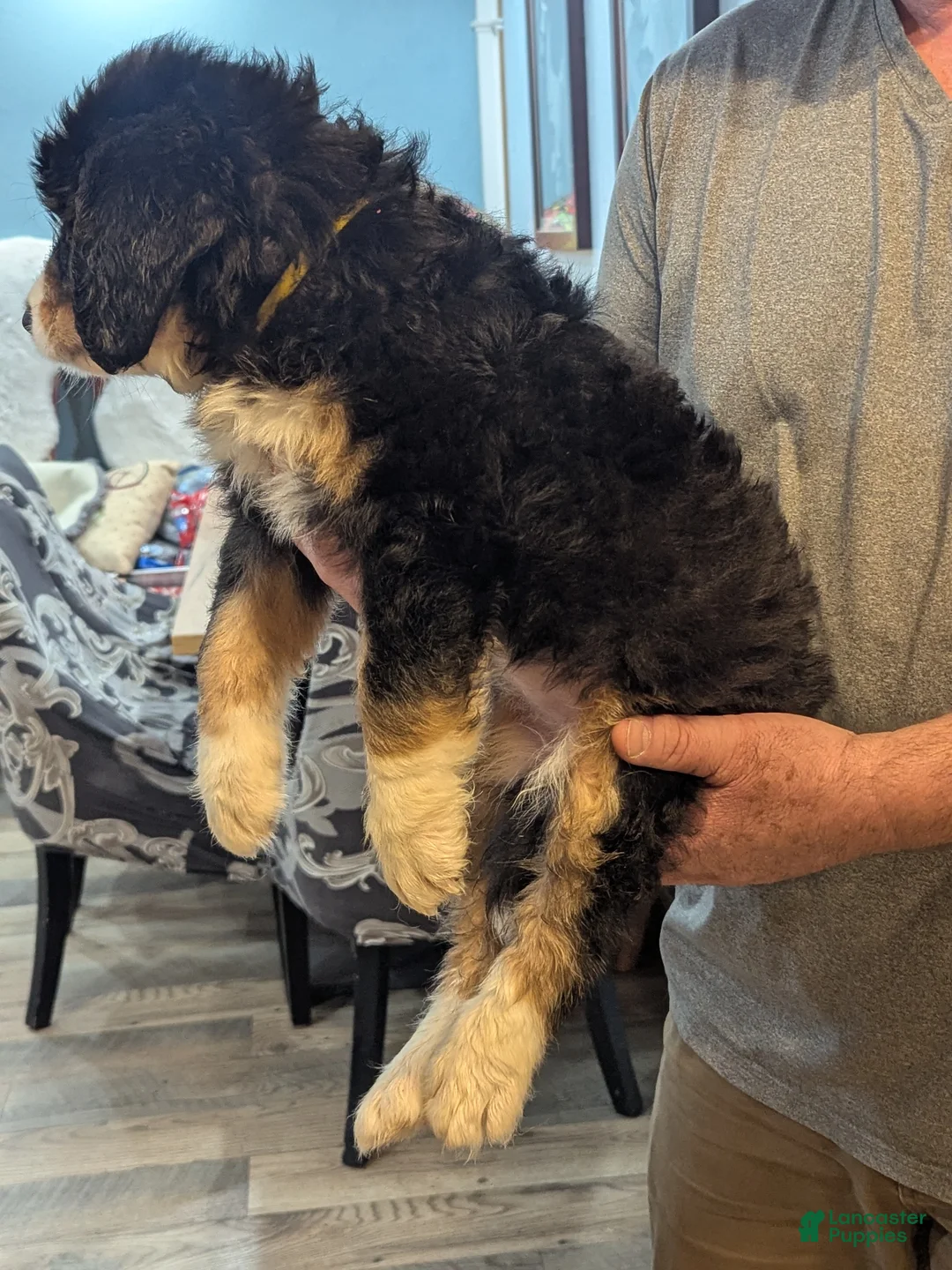 Mixed Breed dogs for sale: Liyah - Ad 5