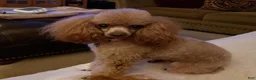 Toy Poodle dogs for sale: Toy Poodle 1 - Ad 7