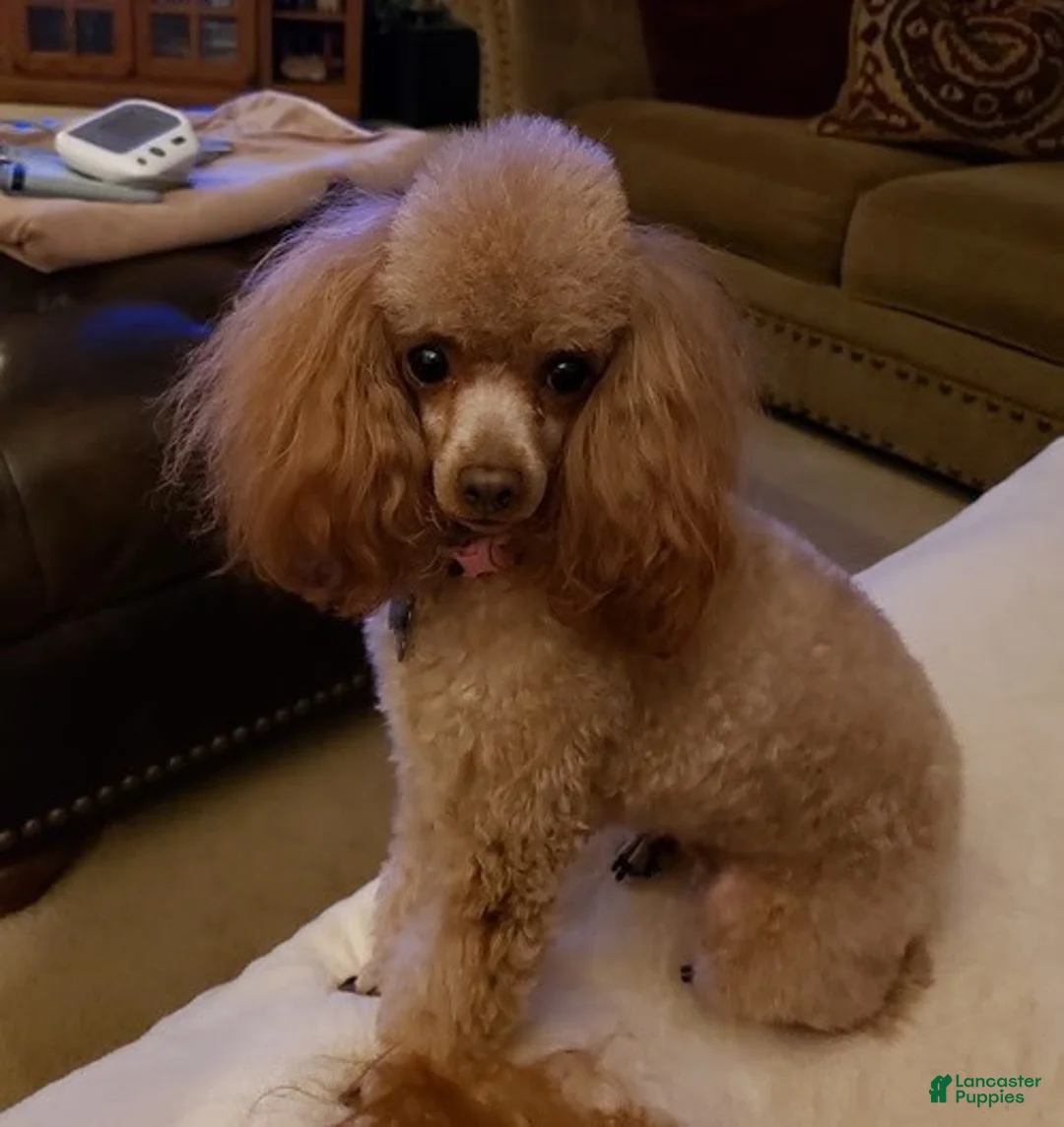 Toy Poodle dogs for sale: Toy Poodle 1 - Ad 7