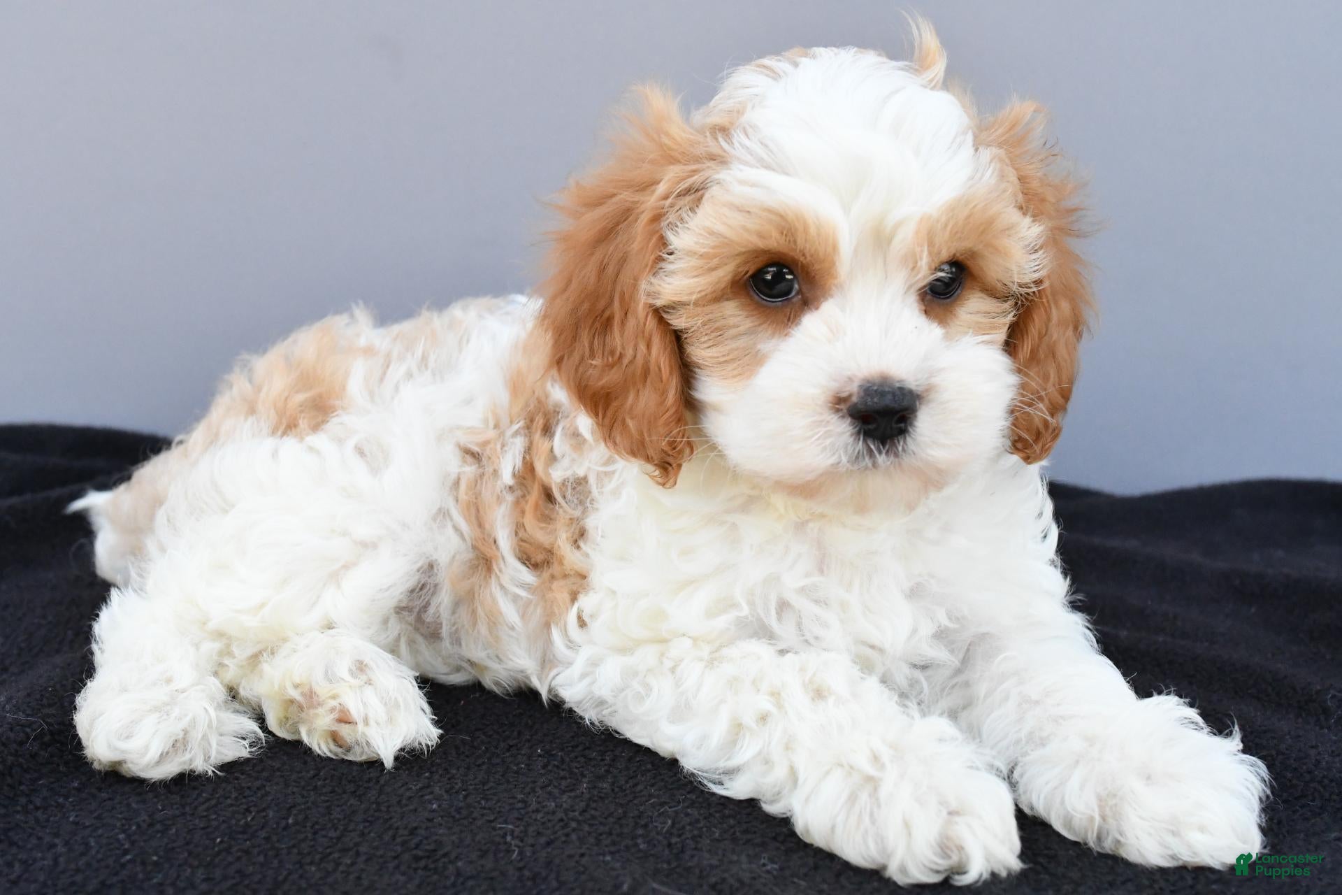 Cavapoo dogs Nash - Ad 1