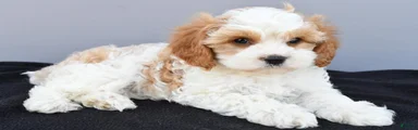Nash