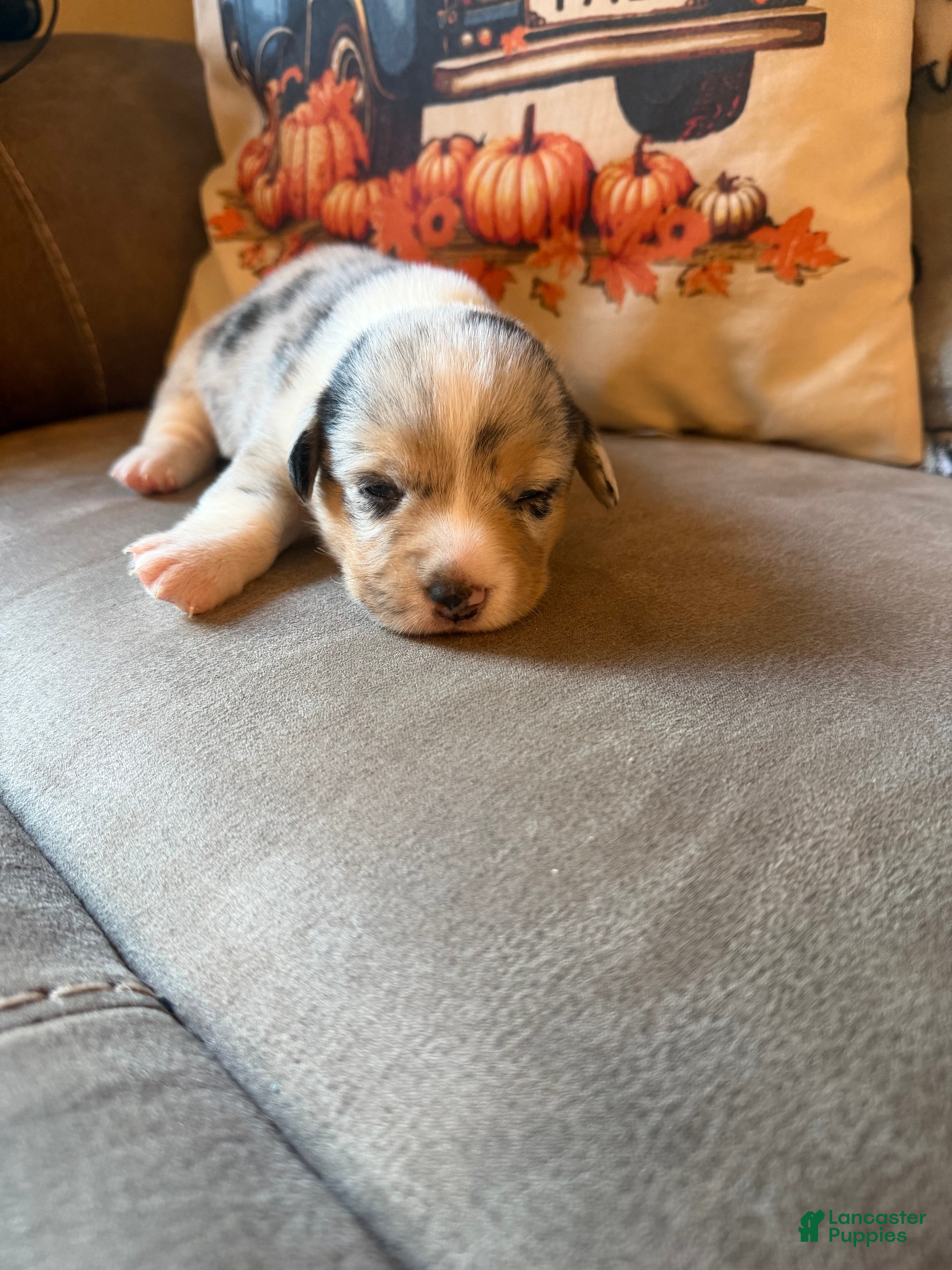 Mixed Breed dogs Doc - Ad 32