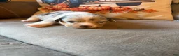 Mixed Breed dogs for sale: Doc - Ad 4