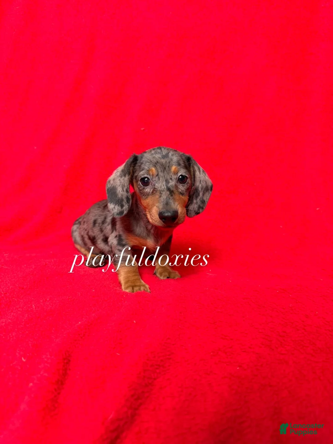 Miniature Dachshund dogs for sale: AKC dapple girl  - Ad 6