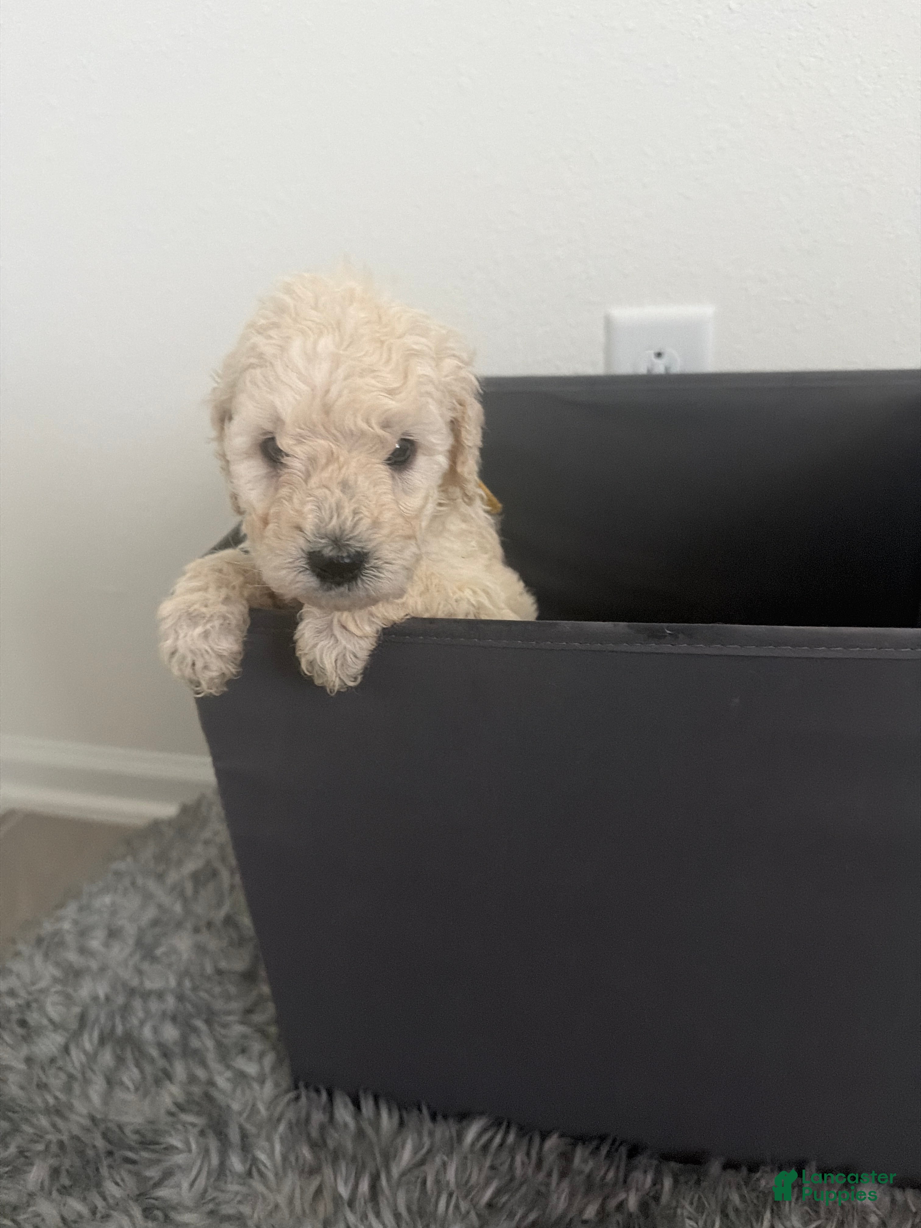 Goldendoodle dogs for sale: Goldendoodle (Blonde) - Ad 2