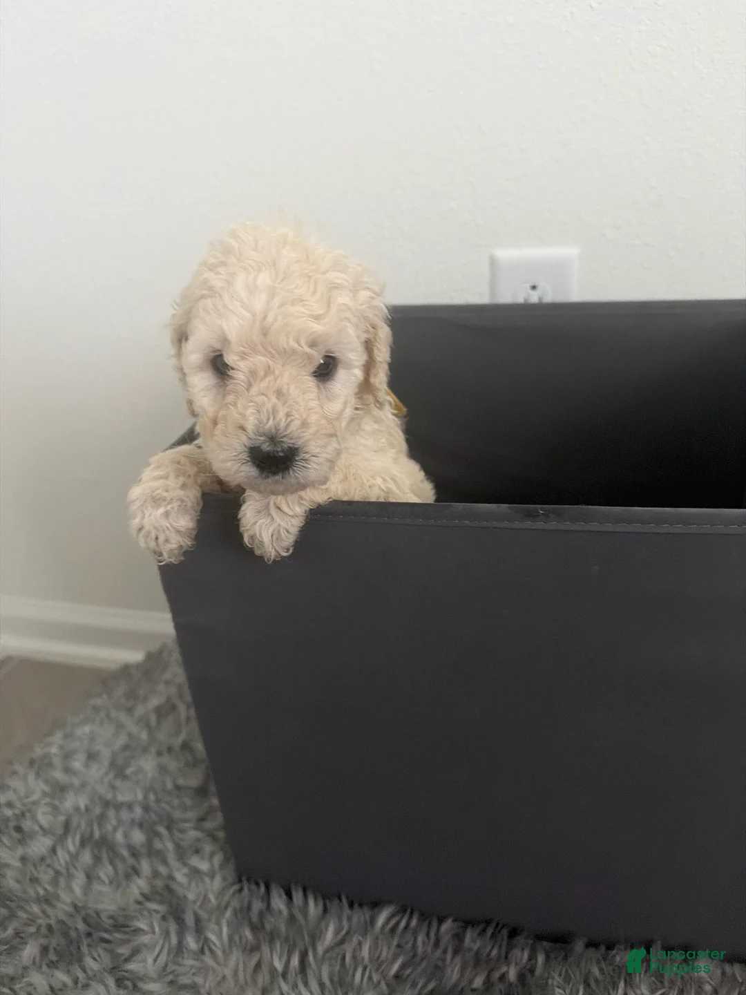 Goldendoodle dogs for sale: Goldendoodle (Blonde) - Ad 1