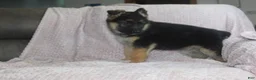 German Shepherd dogs for sale: Bullet - Ad 8