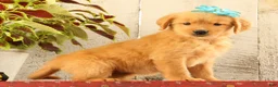 Golden Retriever dogs for sale: Nora - Ad 3