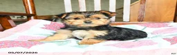 Morkie dogs for sale: Evangeline - Ad 5