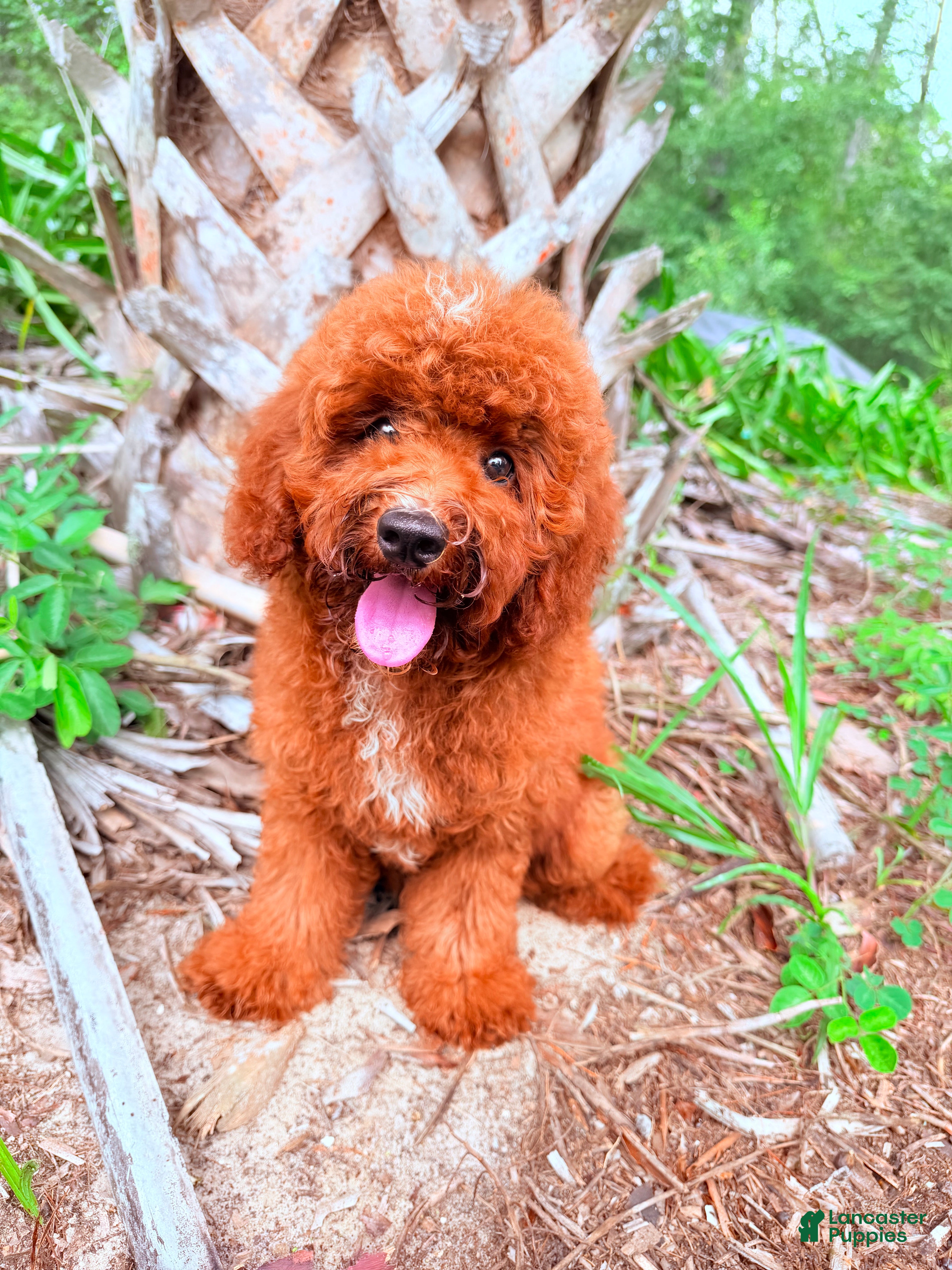 Mini Goldendoodle dogs for sale: Tony - Ad 1