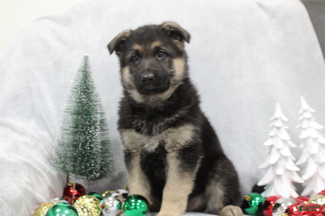 German Shepherd dogs for sale: Aspen - Ad 4