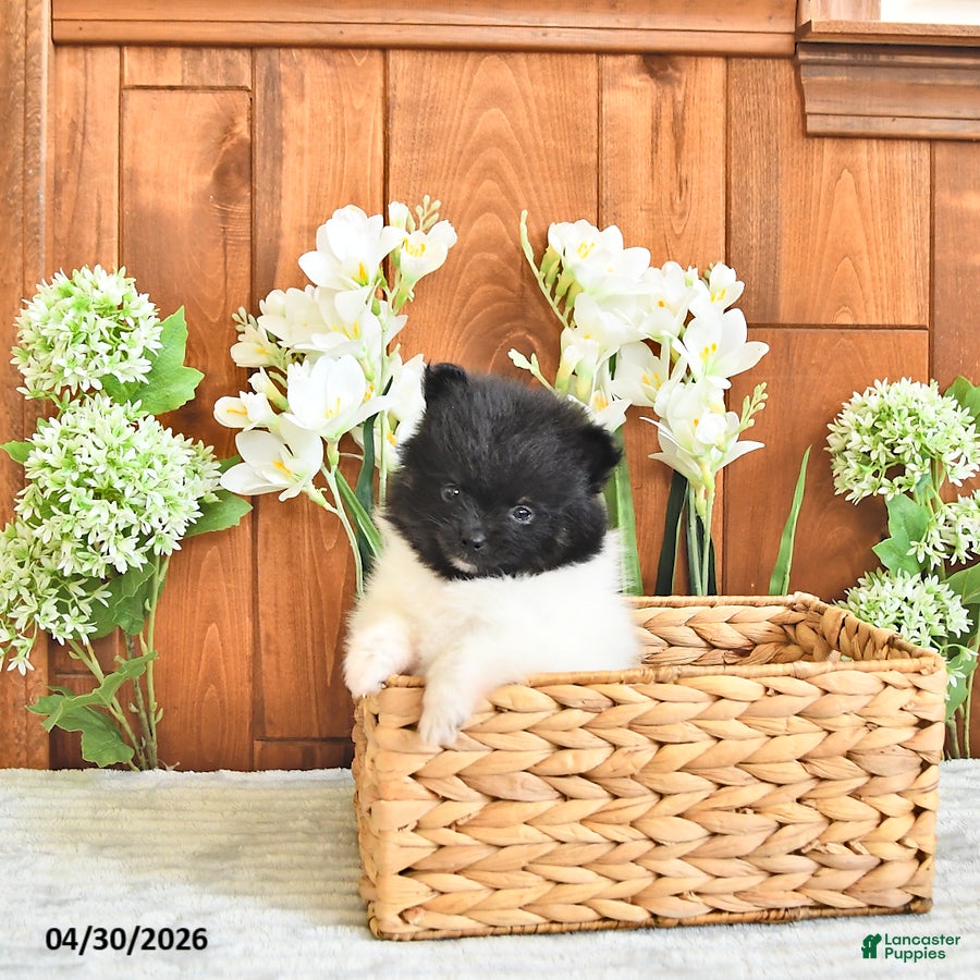 Pomeranian dogs Pippin      EXTRA SMALL - Ad 2
