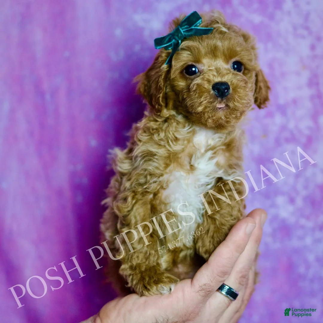 Standard Poodle dogs for sale: Tito - Ad 1