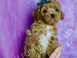 Standard Poodle dogs Tito - Ad 15