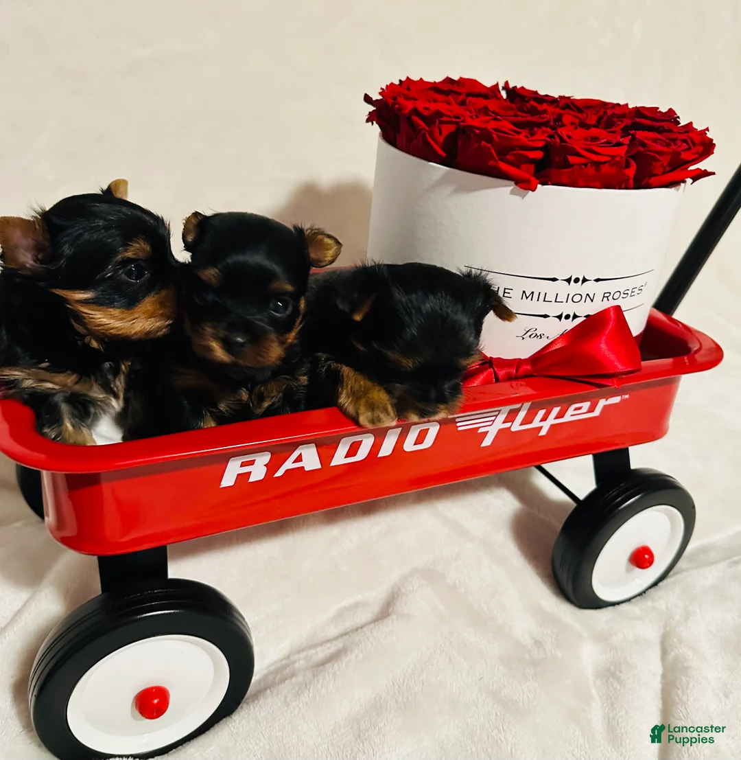 Yorkshire Terrier dogs for sale: Yorkshire Terrier Puppy 2 - Ad 1