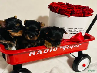 Yorkshire Terrier dogs Yorkshire Terrier Puppy 2 - Ad 17