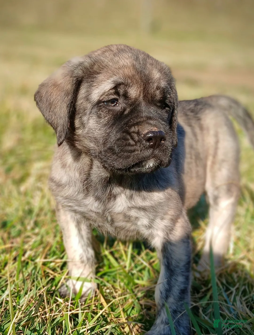 English Mastiff dogs for sale: English Mastiff Puppy 3 - Ad 2