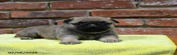 Pug dogs for sale: Jasper - Ad 3