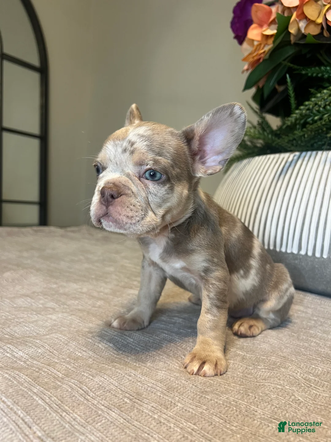 French Bulldog dogs for sale: Bentley - Ad 1