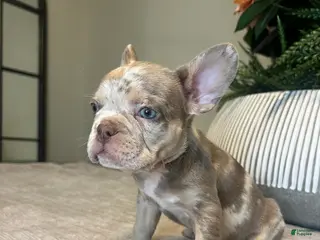 French Bulldog dogs Bentley - Ad 25