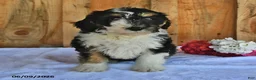 Bernedoodle dogs for sale: Macy - Ad 4
