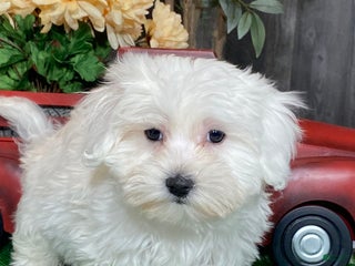 Coton De Tulear dogs - Ad 2