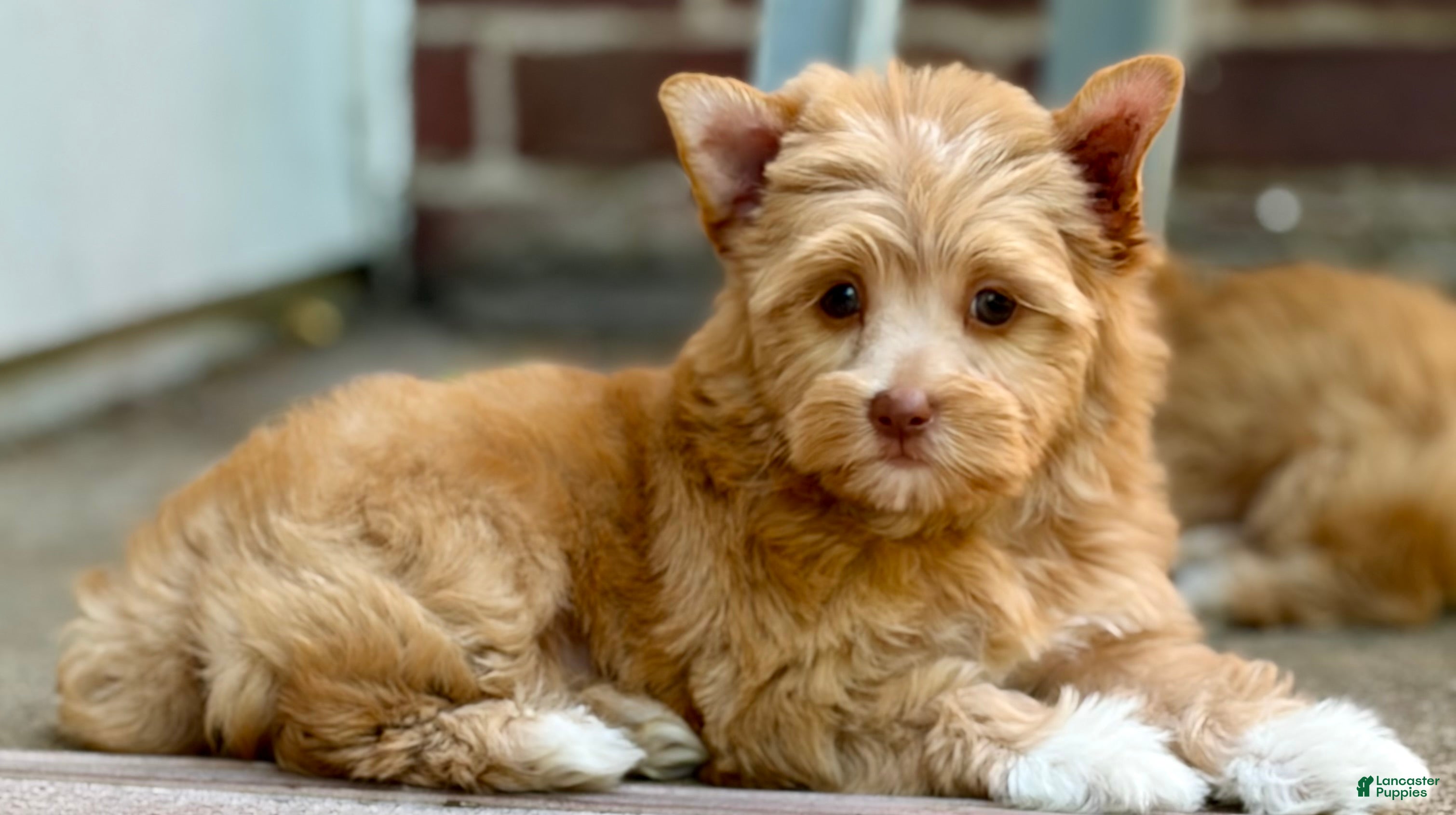 Yorkshire Terrier dogs for sale: Mina - Ad 4