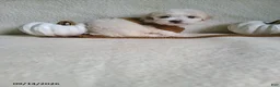 Lhasapoo dogs for sale: Cash - Ad 5