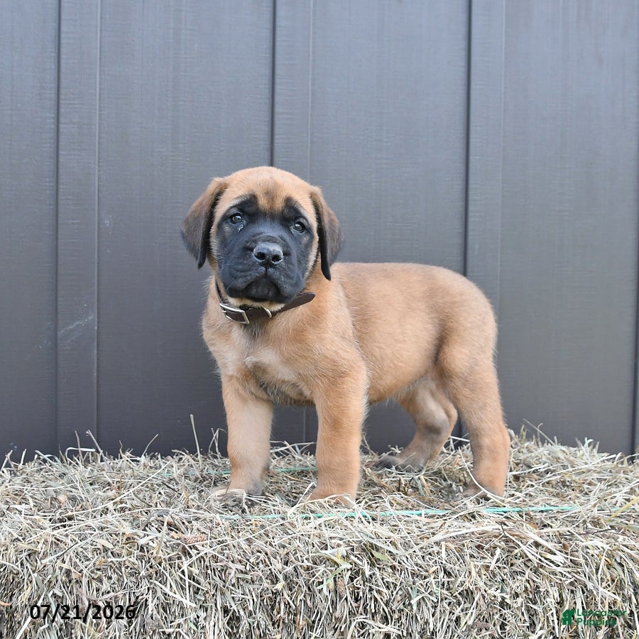 English Mastiff dogs Maggie - Ad 2