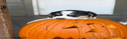 Mixed Breed dogs for sale: Oreo - Ad 6
