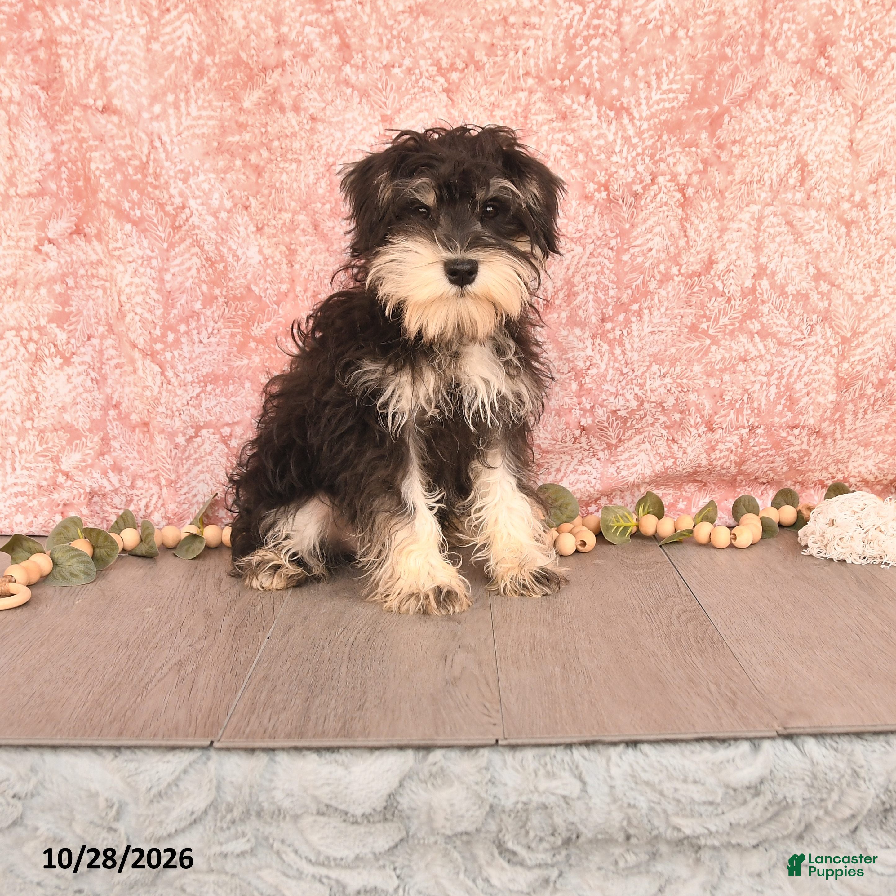 Miniature Schnauzer dogs for sale: Pedro - Ad 1
