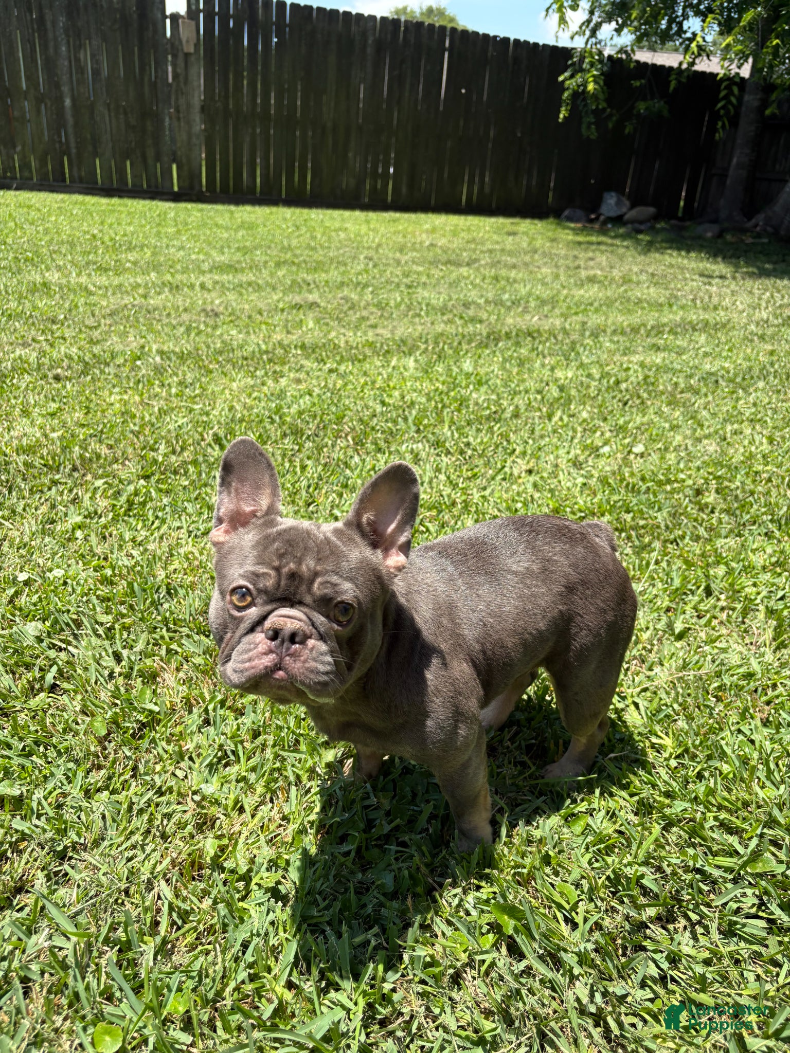 French Bulldog dogs French Bulldog  - Ad 31