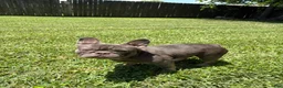 French Bulldog dogs for sale: French Bulldog  - Ad 1