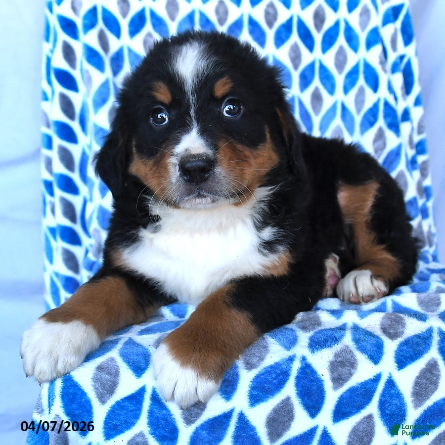 Bernese Mountain Dog dogs Jimmy - Ad 2