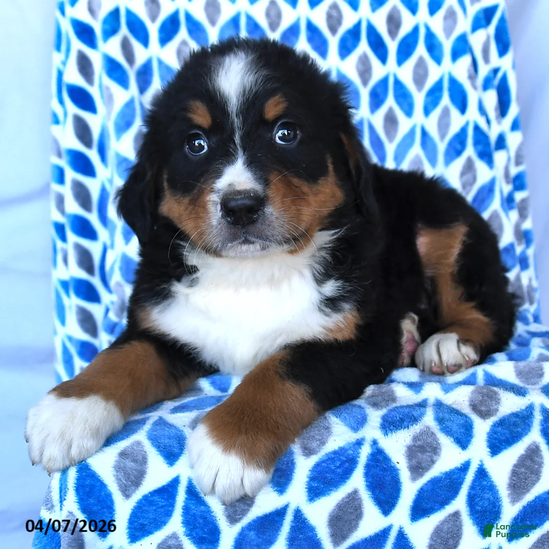 Bernese Mountain Dog dogs for sale: Jimmy - Ad 2