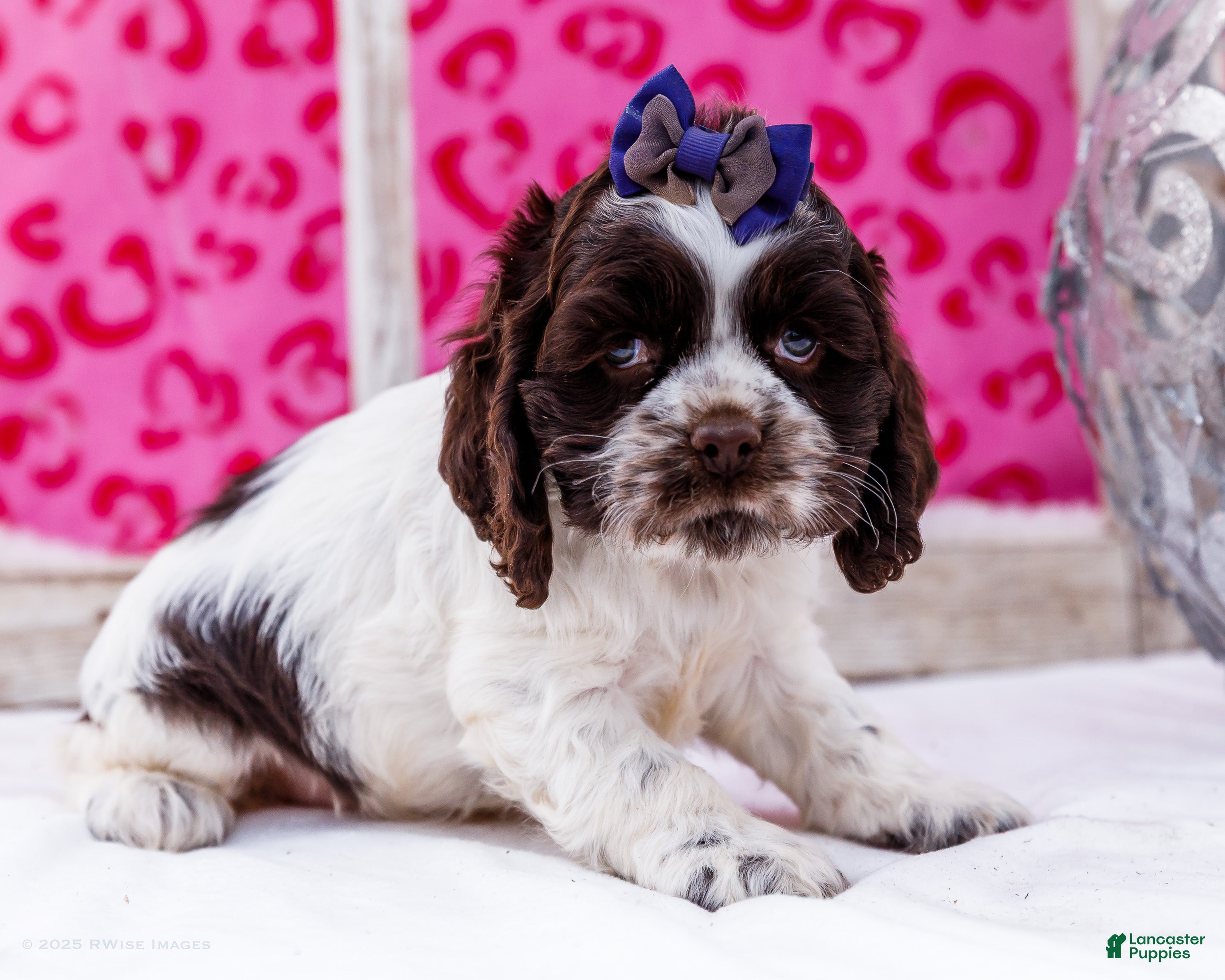 Cocker Spaniel dogs Whiskers - Ad 32