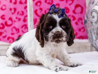 Cocker Spaniel dogs Whiskers - Ad 32