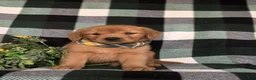 Golden Retriever dogs for sale: Rockford - Ad 2