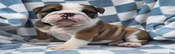 English Bulldog dogs for sale: Monroe - Ad 7