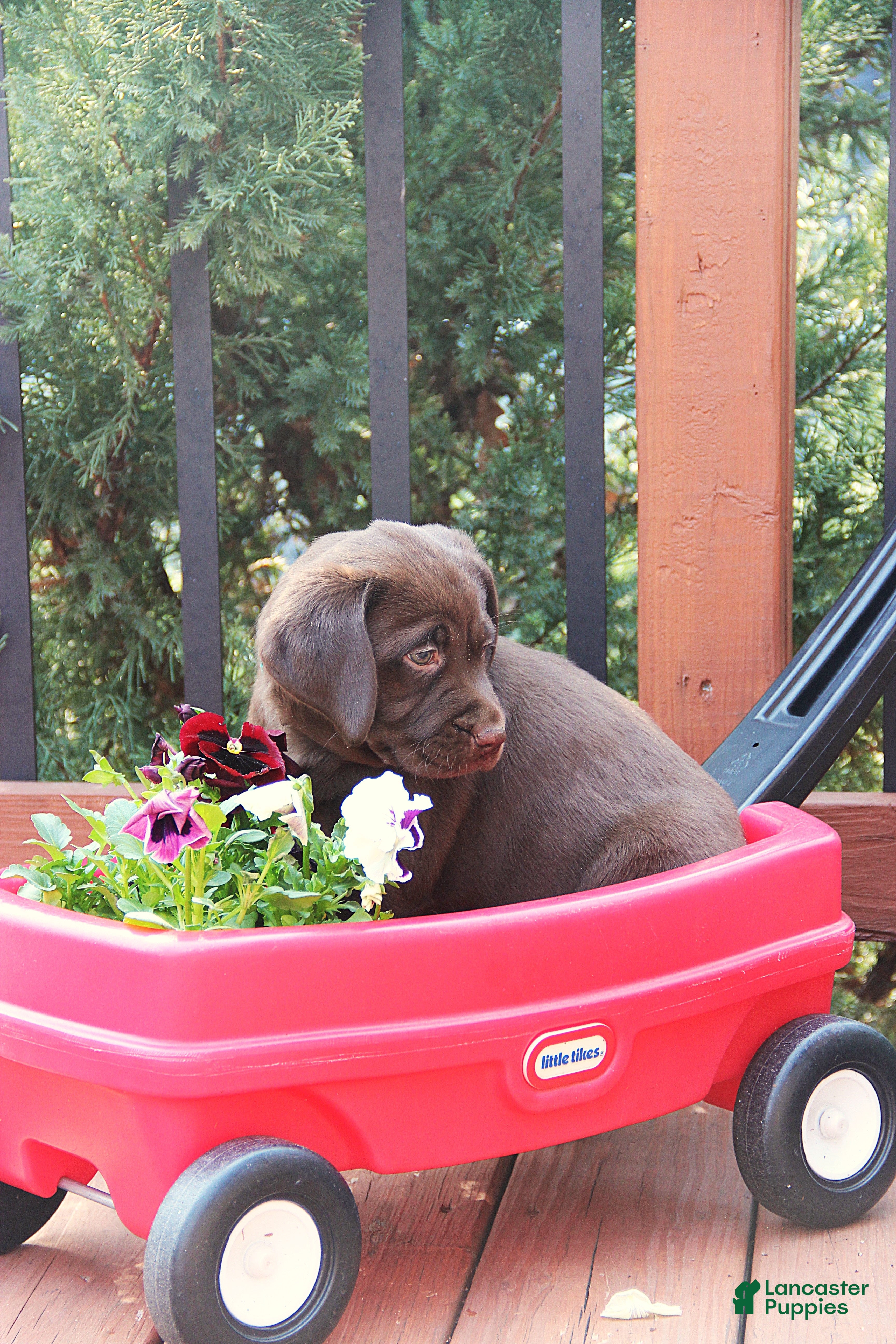 Labrador Retriever dogs Daisie - Ad 2