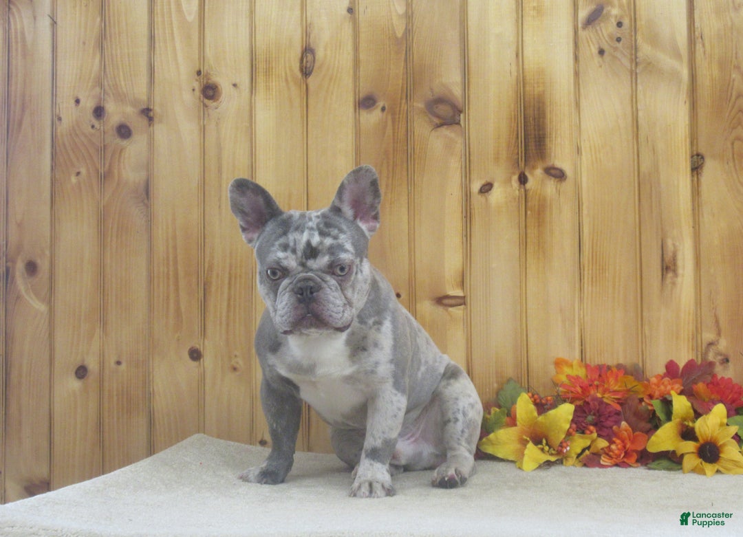 French Bulldog dogs for sale: AKC Dancer - Ad 6