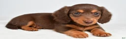 Miniature Dachshund dogs for sale: Tessa - Ad 1