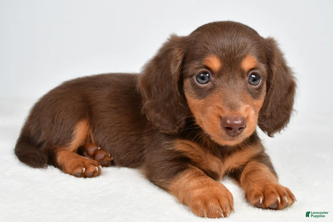 Miniature Dachshund dogs for sale: Tessa - Ad 1