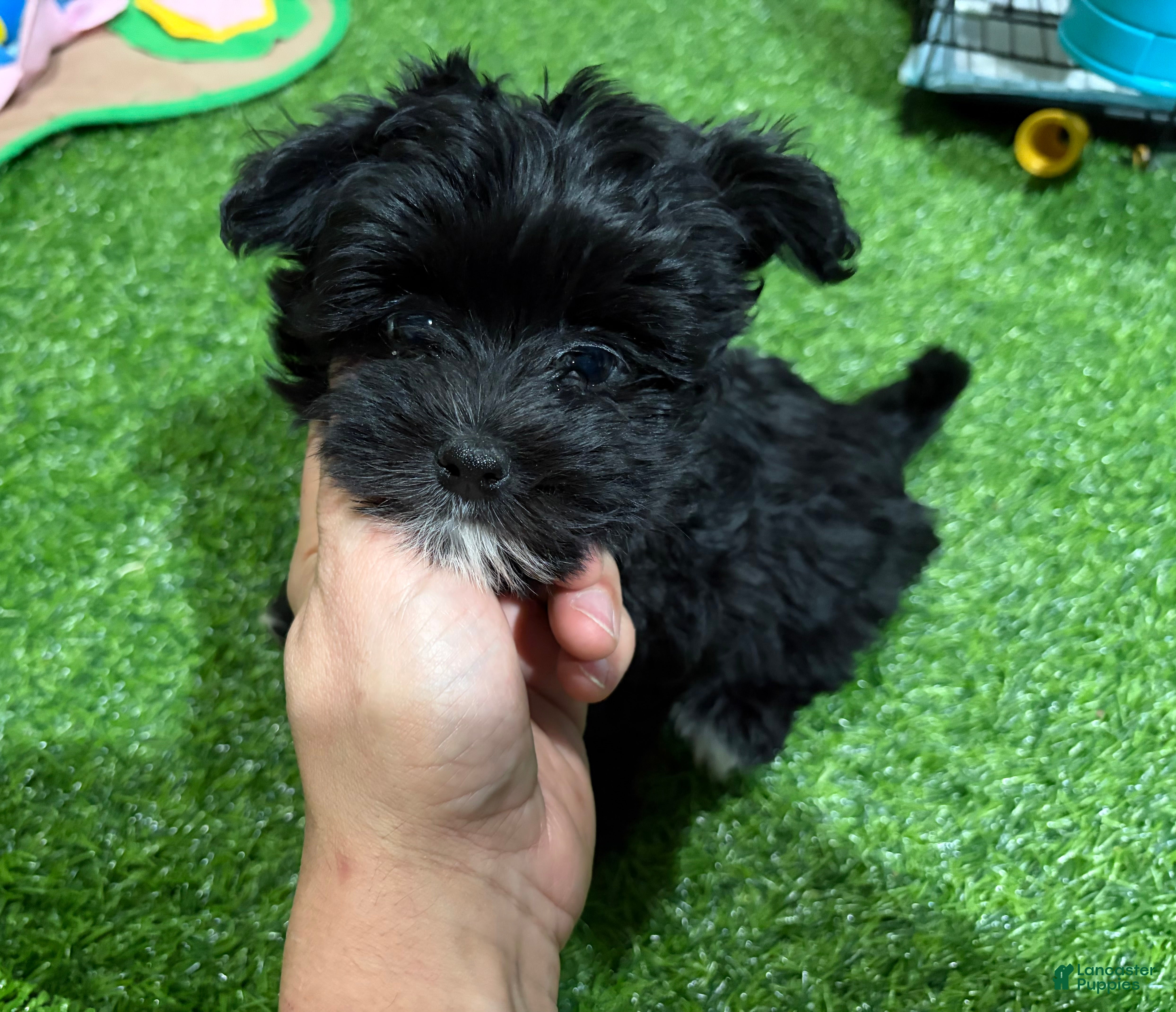 Morkie dogs Sam - Ad 11