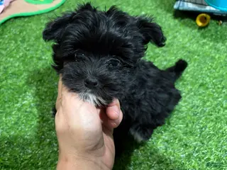 Morkie dogs Sam - Ad 11